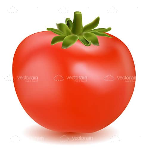 Illustrated Bright Red Tomato